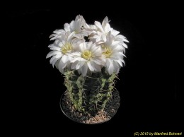 Gymnocalycium rosanthemum 465